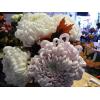 chrysantheme-grossblumige.jpg